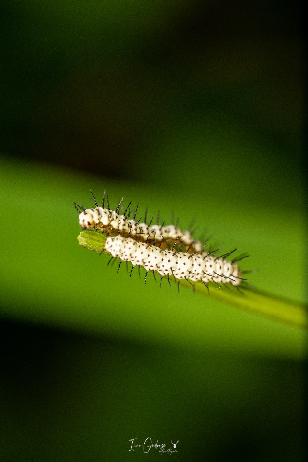  R2A3150 28 mei 2023 1628 14